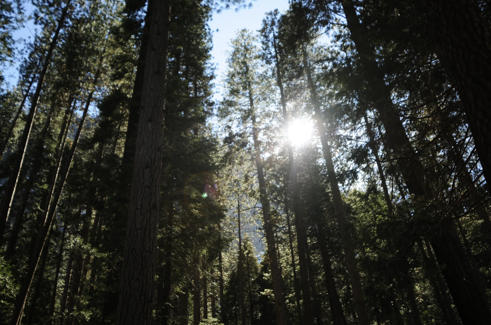 Photograph — nature 3